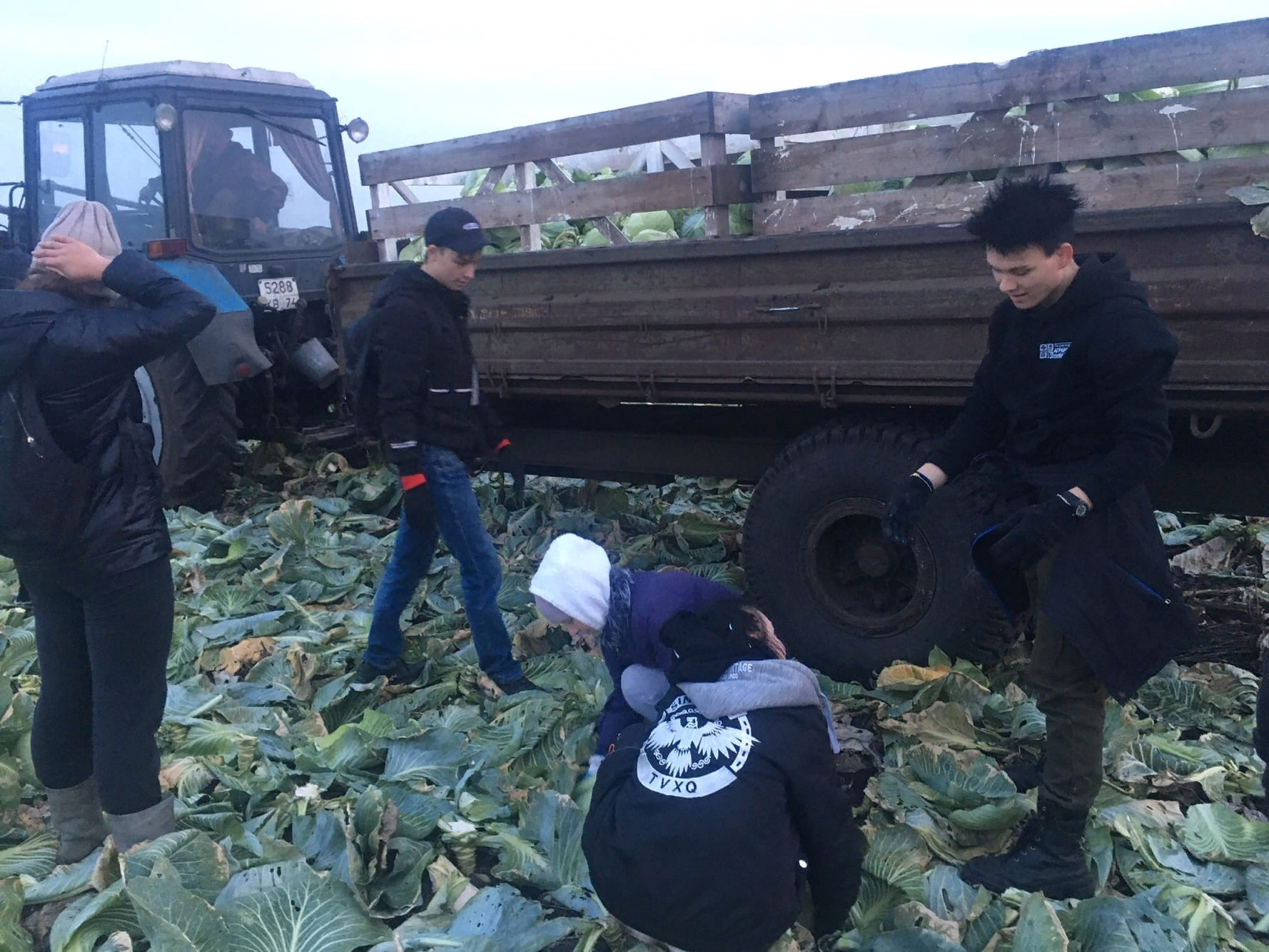 4сбор урожая капусты2022.jpeg